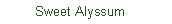 Text Box:         Sweet Alyssum