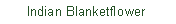 Text Box:       Indian Blanketflower